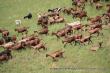 Troupeau d'elevage de chevres - Troupeau delevage de chevres de race Alpine.JPG